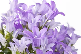 Campanula portenschlagiana 'Get Mee'® - Polster-Glockenblume 'Get Mee'®