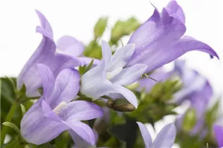 Campanula portenschlagiana 'Get Mee'® - Polster-Glockenblume 'Get Mee'®