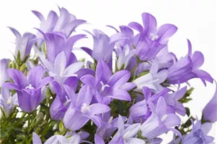 Campanula portenschlagiana 'Get Mee'® - Polster-Glockenblume 'Get Mee'®