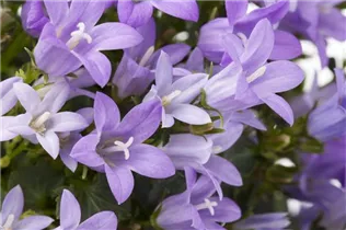 Campanula portenschlagiana 'Get Mee'® - Polster-Glockenblume 'Get Mee'®