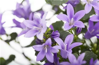 Campanula portenschlagiana 'Get Mee'® - Polster-Glockenblume 'Get Mee'®