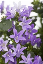 Campanula portenschlagiana 'Get Mee'® - Polster-Glockenblume 'Get Mee'®