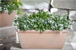 Myosotis sylvatica - Wald-Vergissmeinnicht Myosotis sylvatica - Wald-Vergissmeinnicht