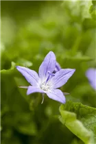 Campanula poscharskyana - Hängepolster-Glockenblume Campanula poscharskyana - Hängepolster-Glockenblume