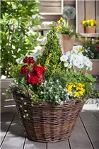 Campanula poscharskyana - Hängepolster-Glockenblume Campanula poscharskyana - Hängepolster-Glockenblume