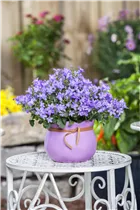 Campanula poscharskyana - Hängepolster-Glockenblume Campanula poscharskyana - Hängepolster-Glockenblume