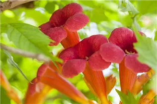 Campsis radicans - Rote Kletter-Trompetenblume Campsis radicans - Rote Kletter-Trompetenblume