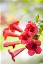 Campsis radicans - Rote Kletter-Trompetenblume Campsis radicans - Rote Kletter-Trompetenblume