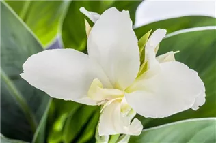 Canna indica - Indisches Blumenrohr Canna indica - Indisches Blumenrohr