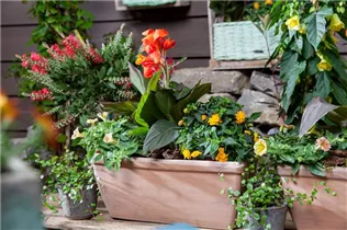 Canna indica - Indisches Blumenrohr Canna indica - Indisches Blumenrohr