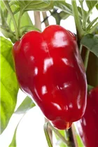 Capsicum annuum 'Tinkerbell' - Milder Snackpaprika 'Tinkerbell'