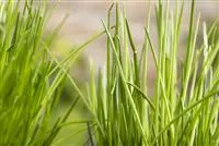 - Kräuter schmücken jeden Garten  - Kräuter schmücken jeden Garten