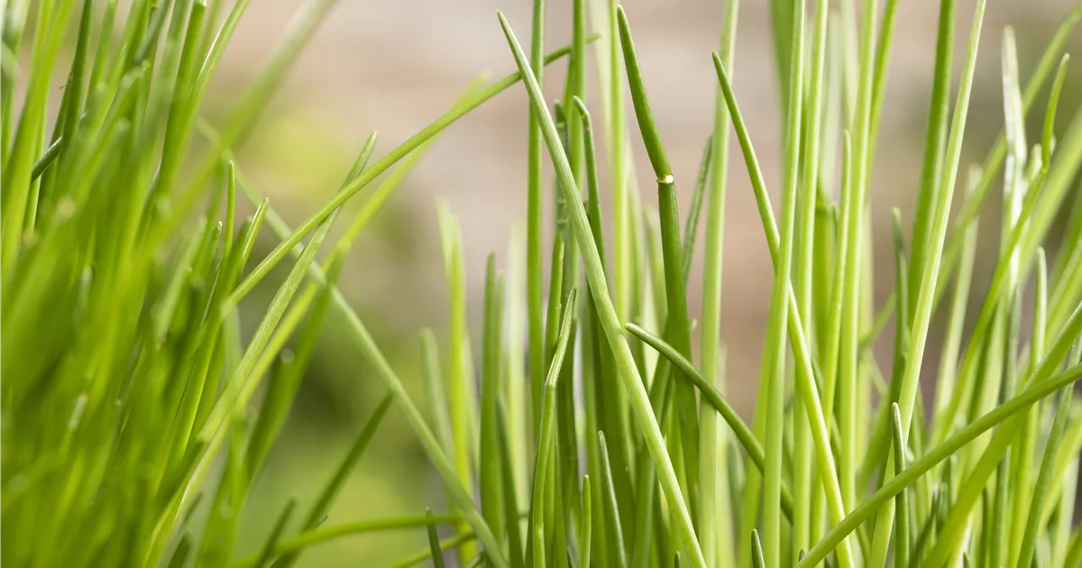  - Kräuter schmücken jeden Garten