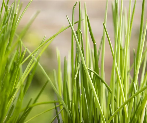 - Kräuter schmücken jeden Garten  - Kräuter schmücken jeden Garten
