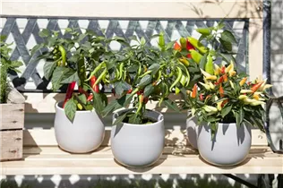 Capsicum annuum - Paprika