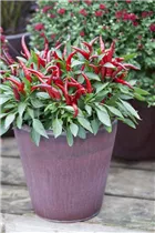 Capsicum annuum var. minimum - Mini-Chili Capsicum annuum var. minimum - Mini-Chili