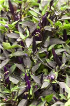 Capsicum annuum 'Salsa Purple' - Paprika 'Salsa Purple'
