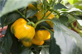 Capsicum annuum - Paprika