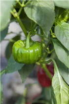 Capsicum annuum - Paprika