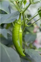 Capsicum annuum - Paprika