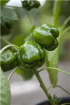 Capsicum annuum - Paprika