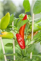 Capsicum annuum 'Snack-Paprika' - Snack-Paprika Capsicum annuum 'Snack-Paprika' - Snack-Paprika