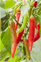 Capsicum annuum Pick a Hot® - Chili Pick a Hot®