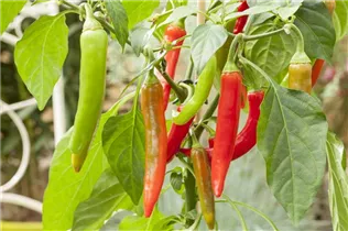 Capsicum annuum Pick a Hot® - Chili Pick a Hot®