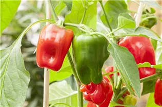 Capsicum annuum 'Pick a Pep'® - Paprika 'Pick a Pep'®
