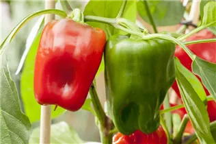 Capsicum annuum 'Pick a Pep'® - Paprika 'Pick a Pep'®