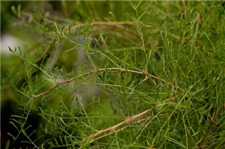 Caragana arborescens - Gewöhnlicher Erbsenstrauch Caragana arborescens - Gewöhnlicher Erbsenstrauch
