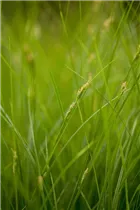 Carex brunnea - Bräunliche Segge Carex brunnea - Bräunliche Segge