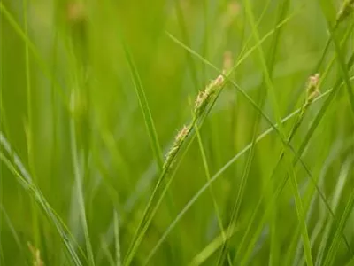 Carex brunnea - Bräunliche Segge Carex brunnea - Bräunliche Segge