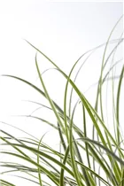 Carex brunnea - Bräunliche Segge Carex brunnea - Bräunliche Segge