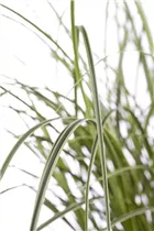 Carex brunnea - Bräunliche Segge Carex brunnea - Bräunliche Segge