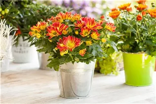 Chrysanthemum indicum 'Melodie' - Chrysantheme 'Melodie'
