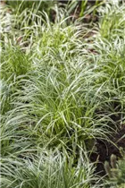 Carex morrowii ssp. foliosissima 'Silver Sceptre' - Garten-Segge 'Silver Sceptre' Carex morrowii ssp. foliosissima 'Silver Sceptre' - Garten-Segge 'Silver Sceptre'
