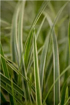 Carex morrowii - Japanische Segge Carex morrowii - Japanische Segge