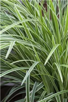 Carex morrowii ssp. foliosissima 'Icedance' - Segge 'Icedance' Carex morrowii ssp. foliosissima 'Icedance' - Segge 'Icedance'