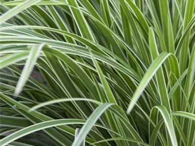 Carex morrowii 'Variegata' - Bunte Garten-Segge Carex morrowii 'Variegata' - Bunte Garten-Segge