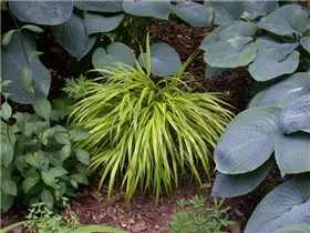 Carex morrowii - Japanische Segge Carex morrowii - Japanische Segge