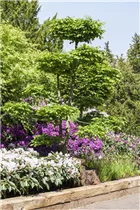 Carpinus betulus - Hainbuche Carpinus betulus - Hainbuche