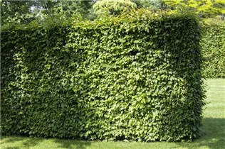 Carpinus betulus - Hainbuche Carpinus betulus - Hainbuche