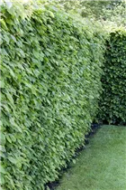 Heckenpflanzen - Heckenpflanzen Heckenpflanzen - Heckenpflanzen