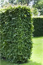 Carpinus betulus 'Heckenstar' - Hainbuche 'Heckenstar'