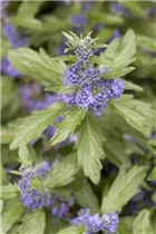 Caryopteris clandonensis - Bartblume