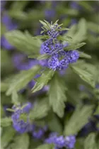 Caryopteris clandonensis 'Blauer Spatz'® - Bartblume 'Blauer Spatz'®