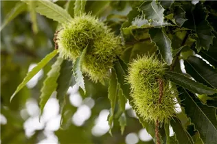 Castanea sativa - Esskastanie