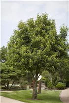 Castanea sativa - Esskastanie