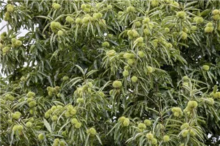 Castanea sativa - Esskastanie